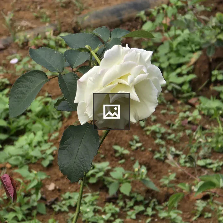 White rose on green stem