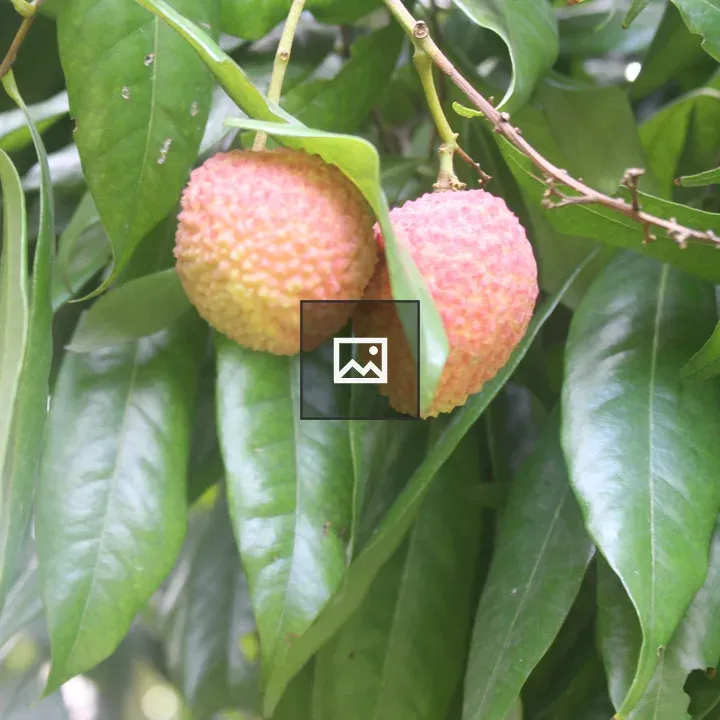 Lychee fruits on branch
