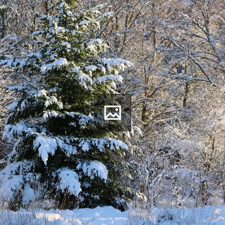 Snow Covered Trees in Strathgarve