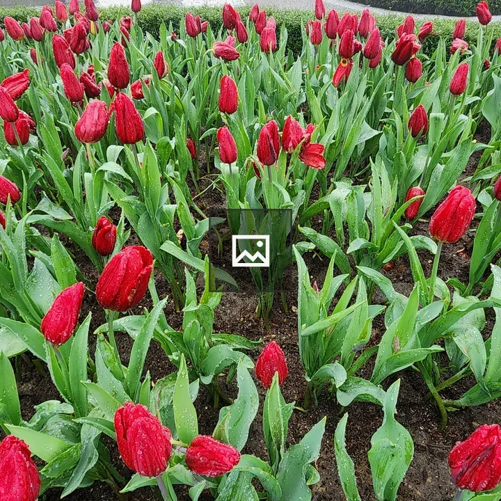 Tulips in Dew