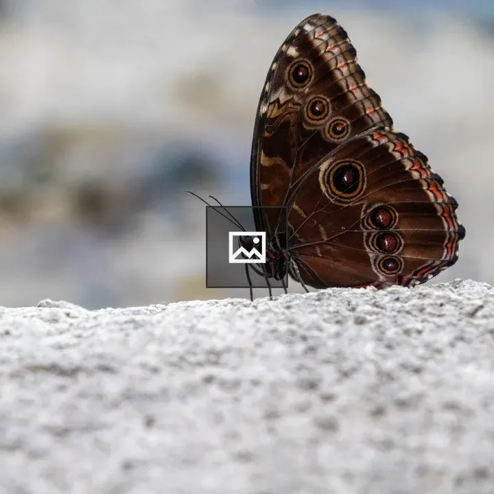 Morpho Menelaus butterfly