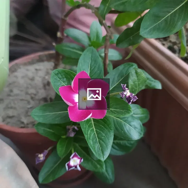 Vinca in Pot