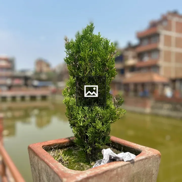 Small evergreen tree in planter