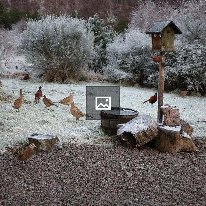 Pheasants in Frosty Garden