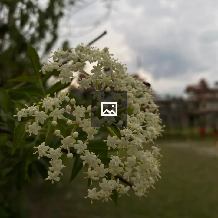 Close-up of small white flowers