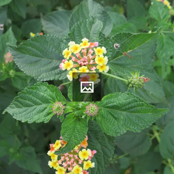 Bright lantana flowers in bloom