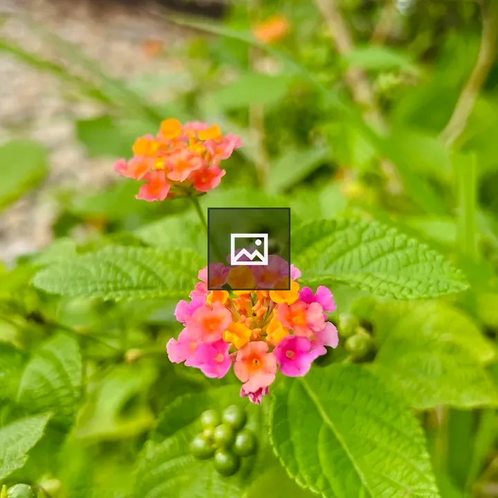 Close-up Flowers and Green Leaves