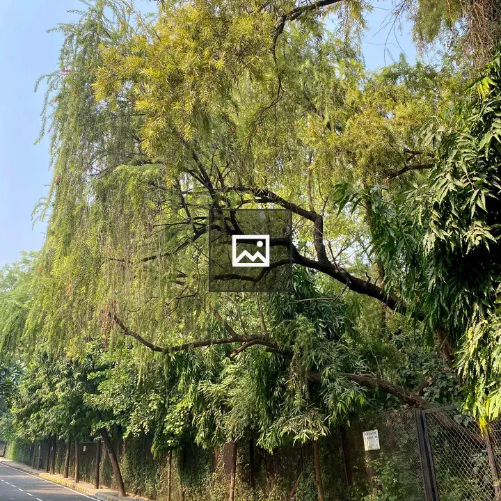 Tree-lined Road View