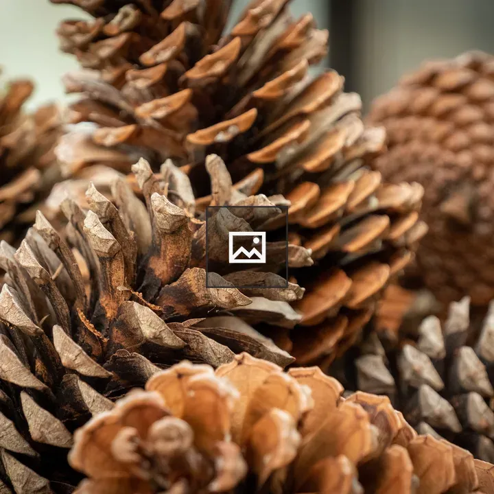 Pine cones