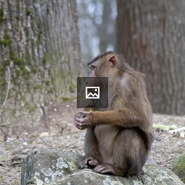 Southern pig-tailed macaque