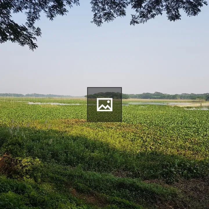 Sunny village scene in Madaripur