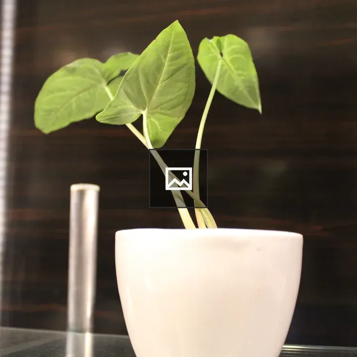 Plant in a white pot