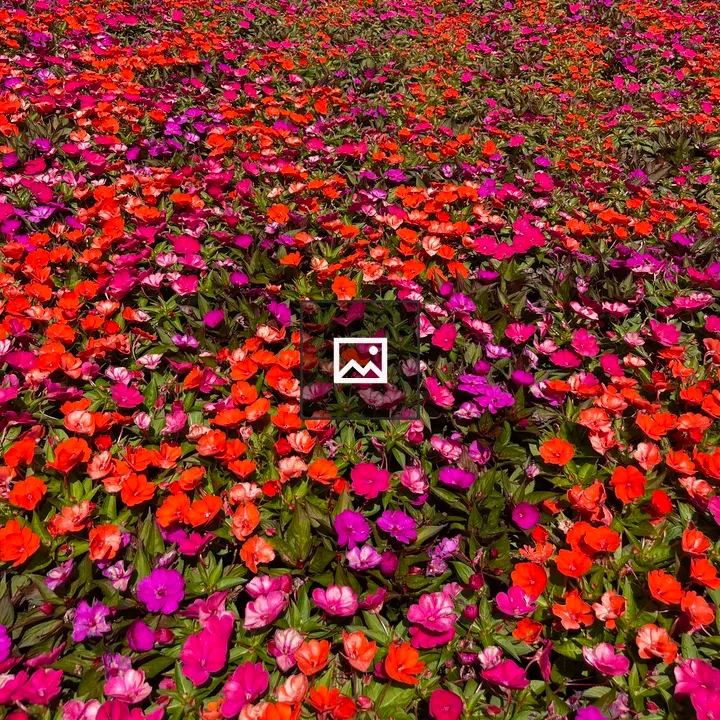 Field of colorful flowers