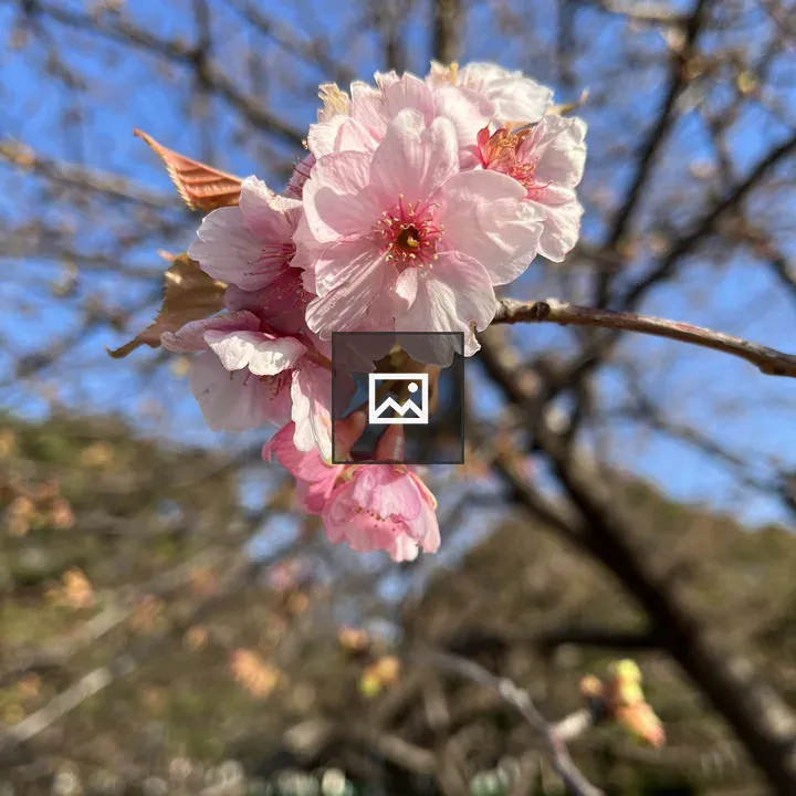 Cherry blossoms close-up on branch