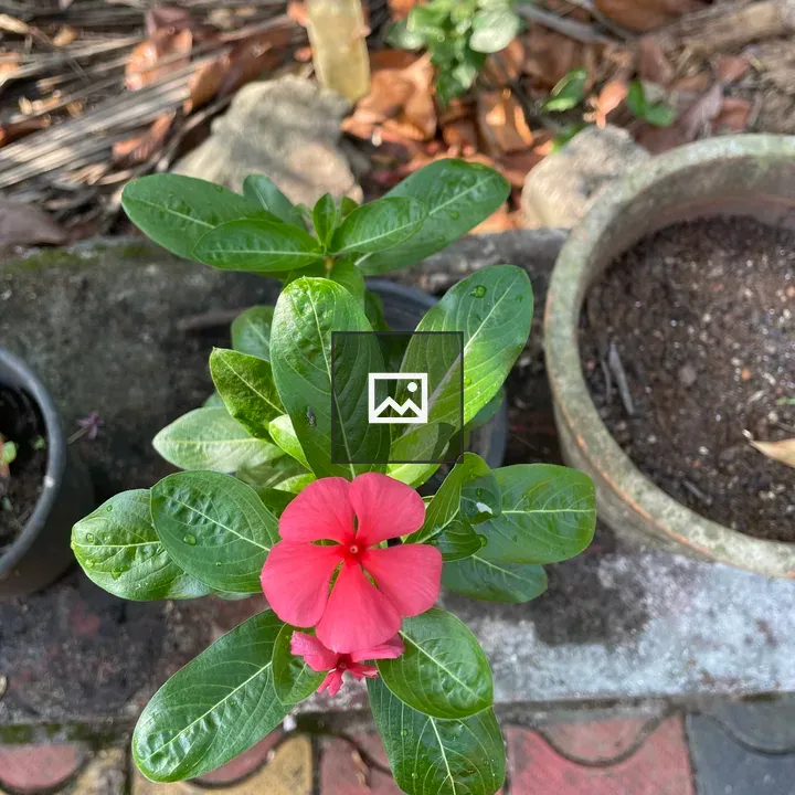 Pink Catharanthus flower