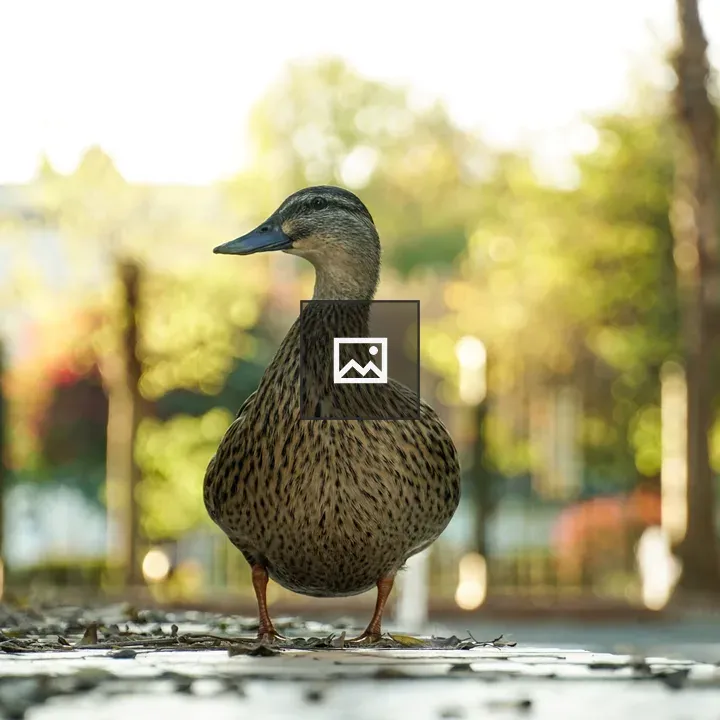 Brown speckled duck on stone path