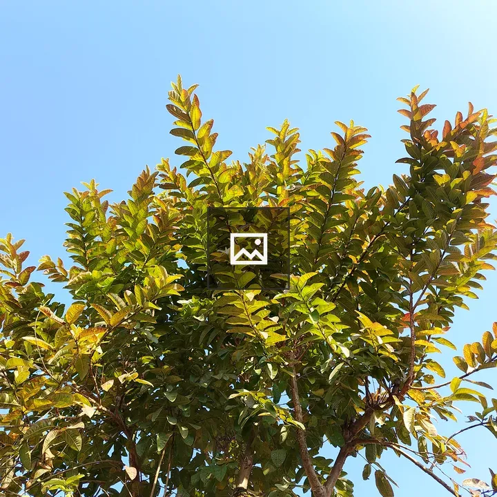 Vibrant green tree with blue sky