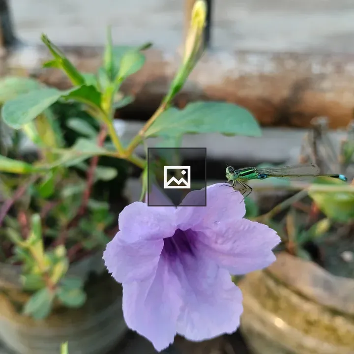Damselfly on Ruellia flower
