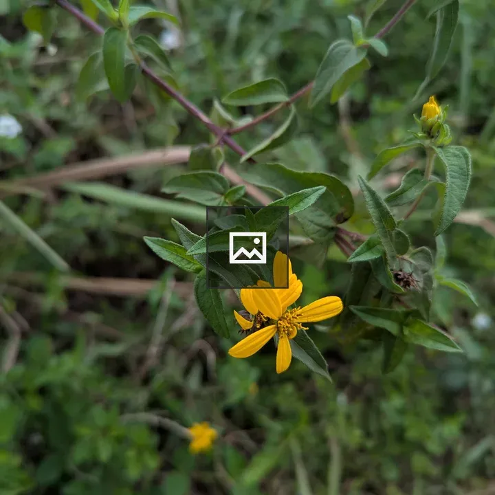 Yellow aspilia flower close-up
