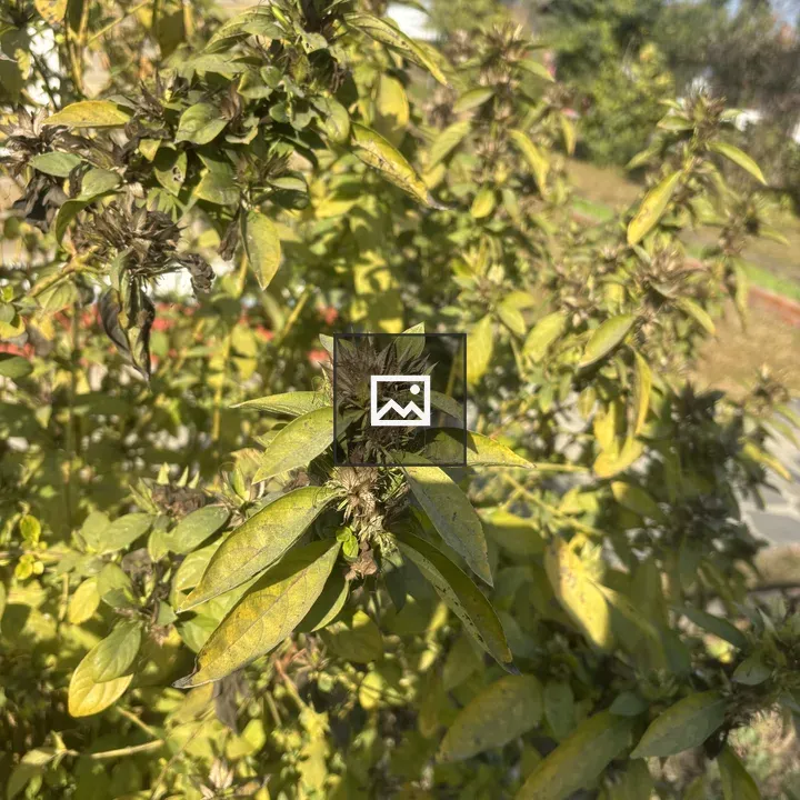Plant with Yellowing Leaves and Buds