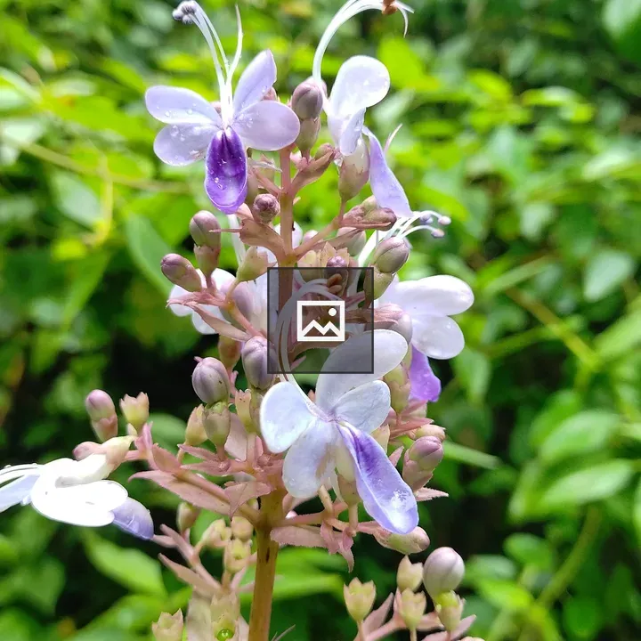 Purple and White Flower Close-Up