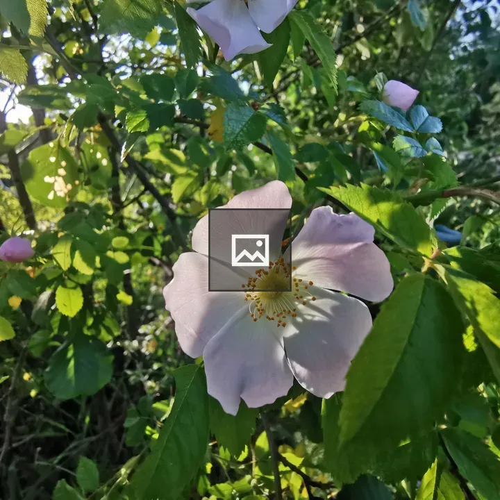 Wild roses in sunshine