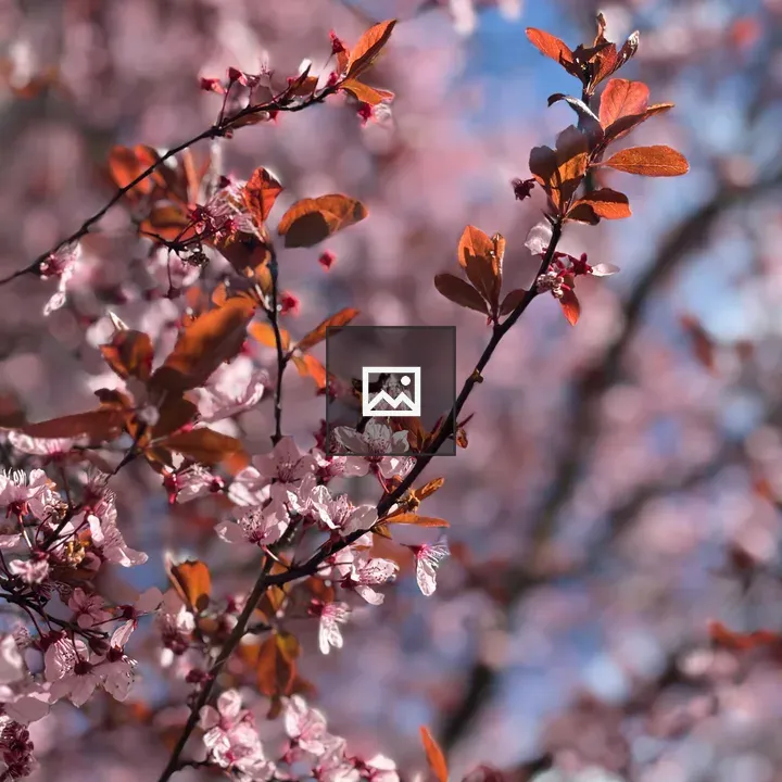 Cherry blossom branch close-up