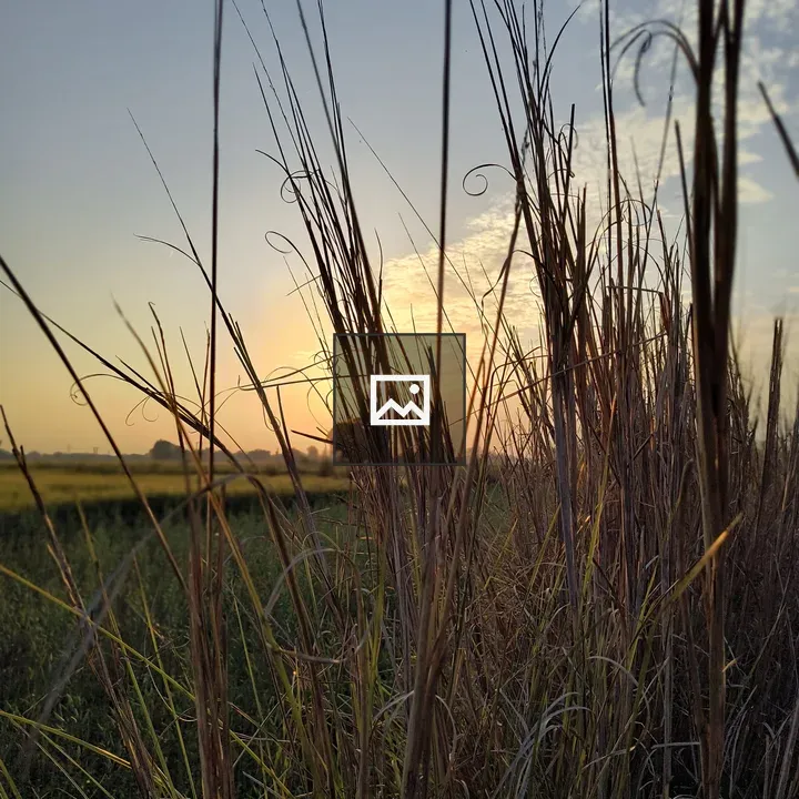 Tall grass silhouette at sunset