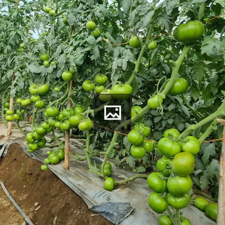 Tomato Plants in Greenhouse