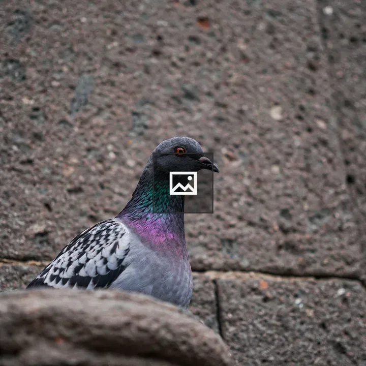 Pigeon Close-Up on Ledge