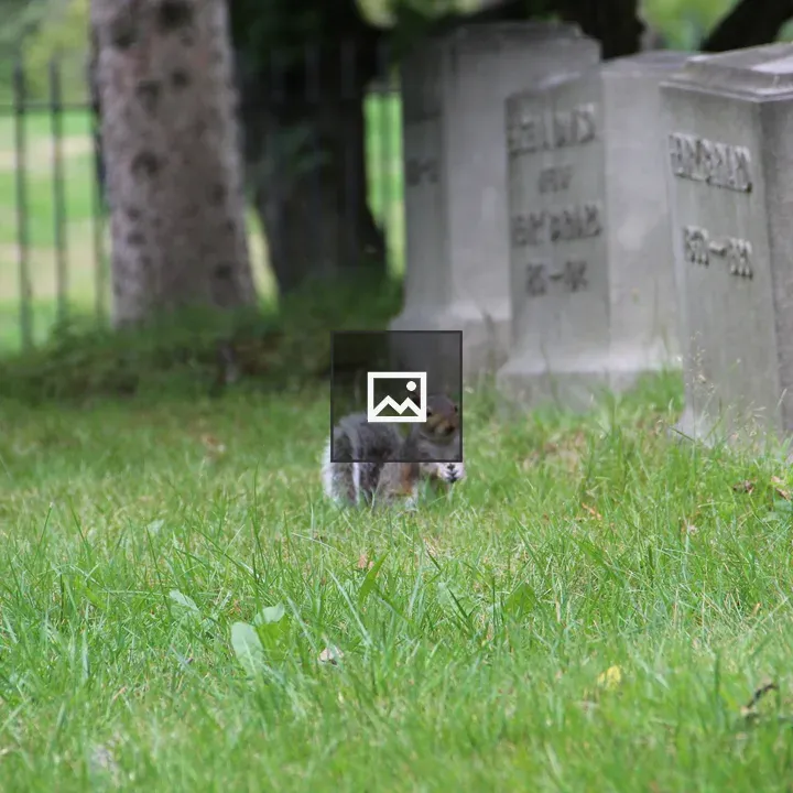 Squirrel in a cemetery