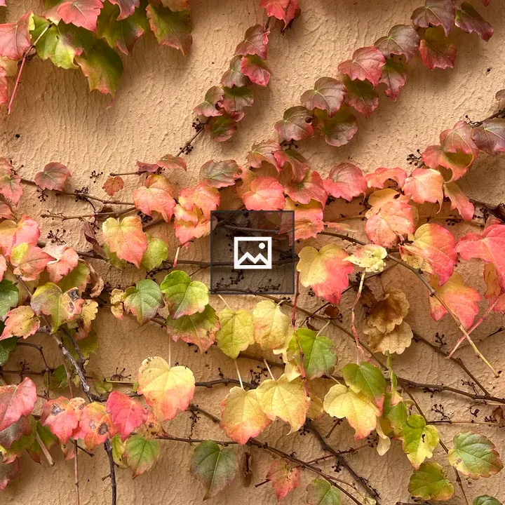 Ivy vine with autumn colors