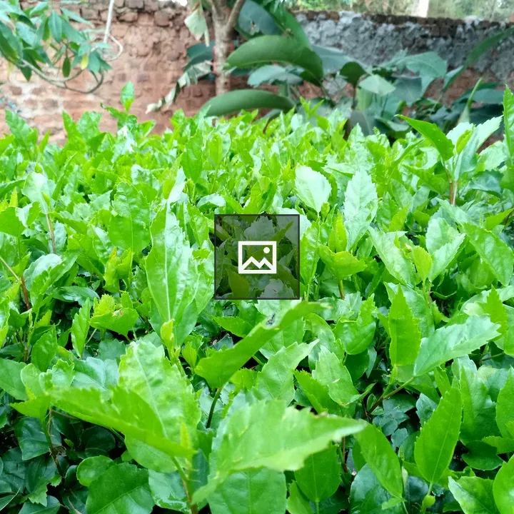 Green hedge wall close-up