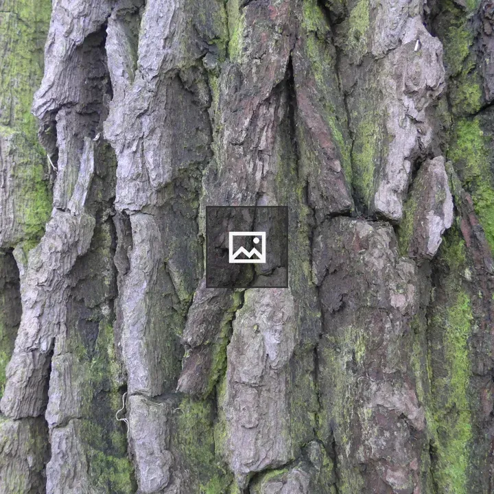 Bark with Green Moss