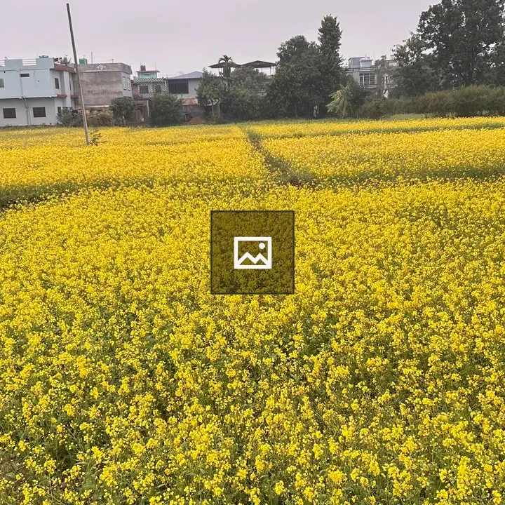 Field of mustard flowers