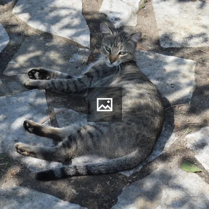 Cat lying on ground in park
