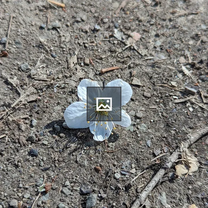 Cherry blossom on concrete