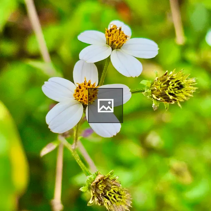 Bidens pilosa Flowers Up Close