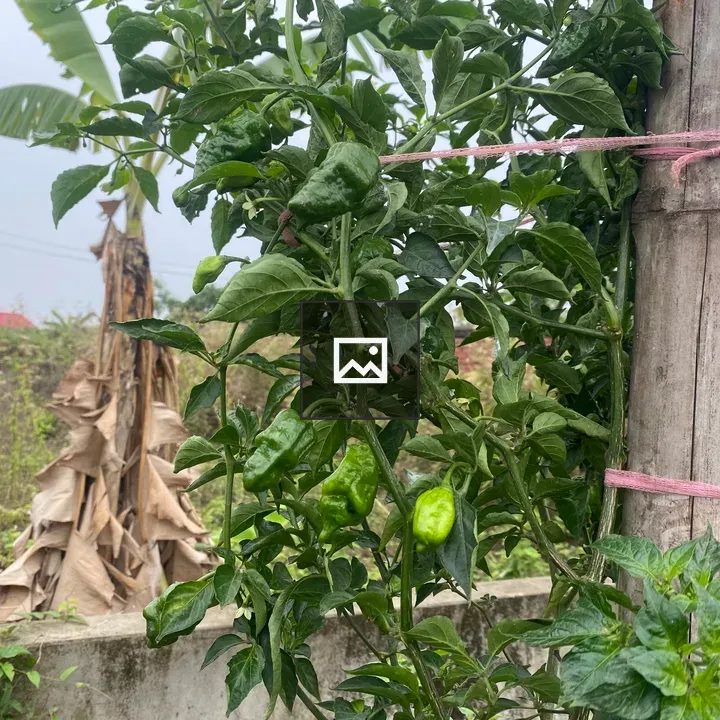Lush Pepper Plant on Bamboo Stake