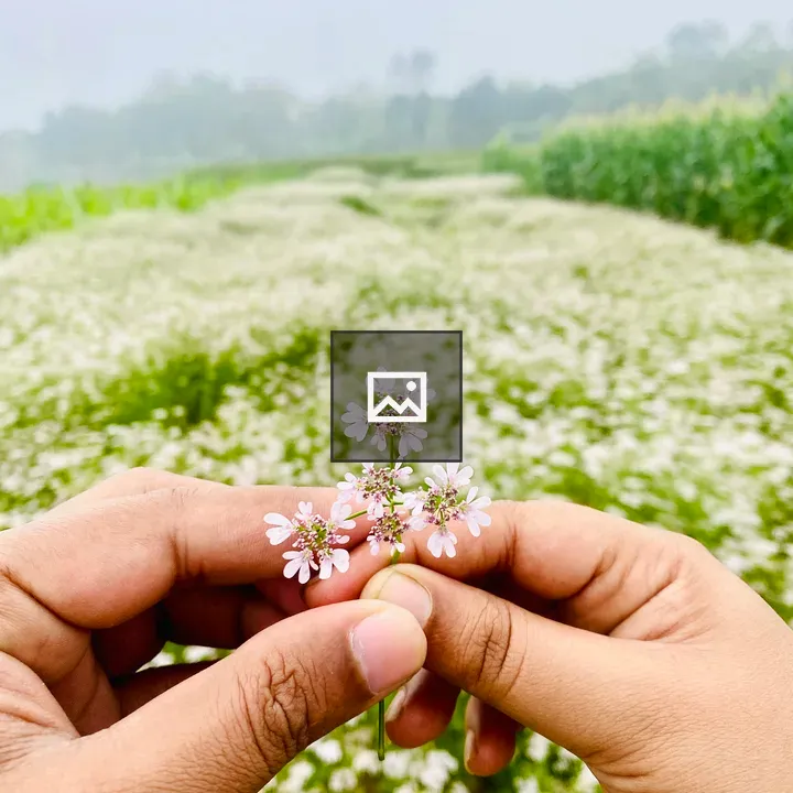 Two Hands Holding Flowers