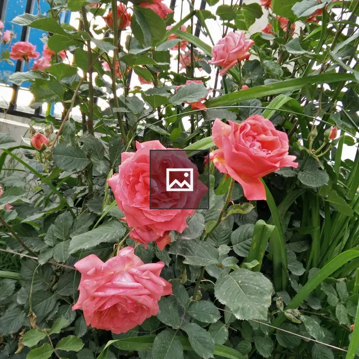 Roses from Garden