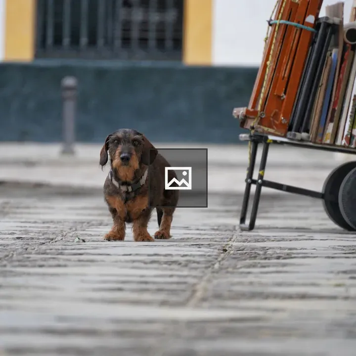 Small brown dog looking at you