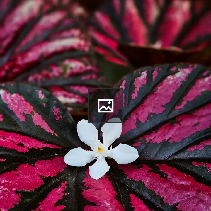 White Flower on Pink Patterned Leaf