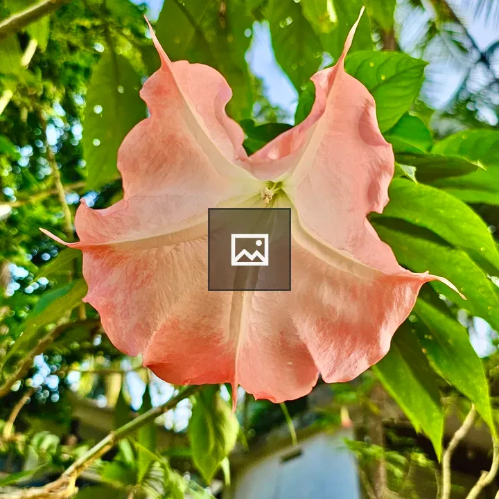 Brugmansia versicolor flower