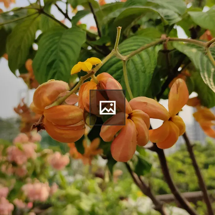 Flower - Mussaenda philippica Calcutta