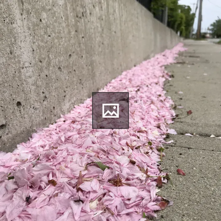Pink Petals on Concrete Wall