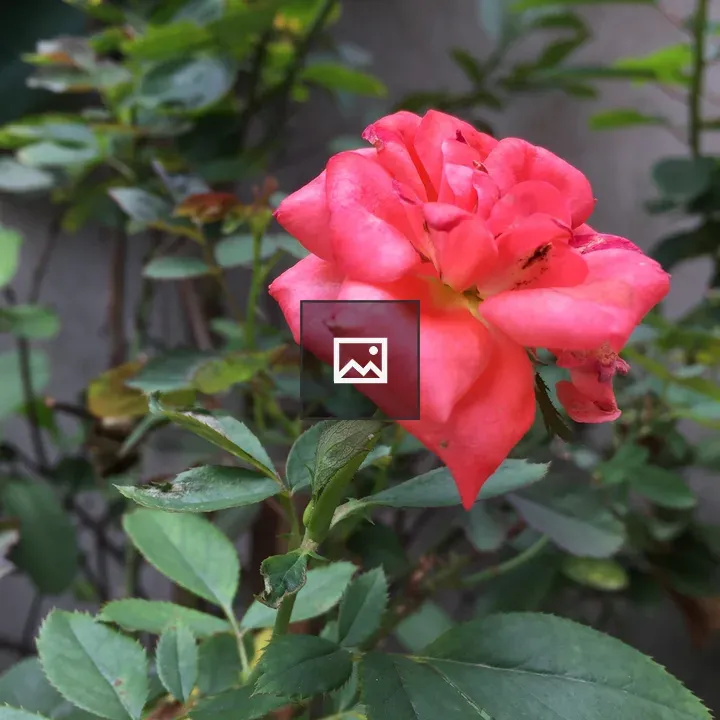Pink rose close-up