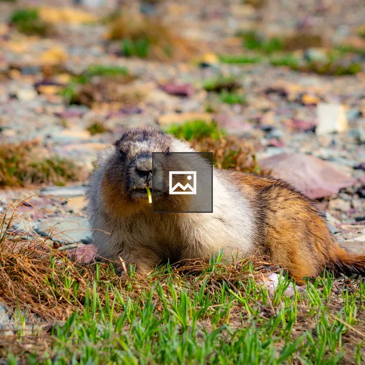 Marmot Eating Grass