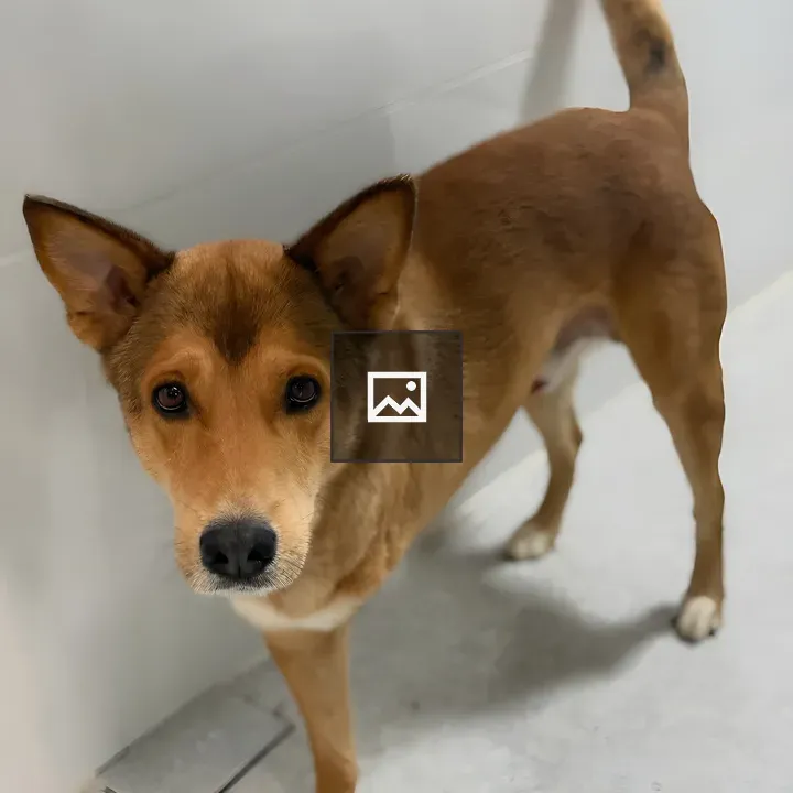 Brown dog with pointy ears