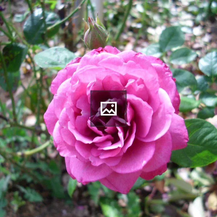 Purple Camellia